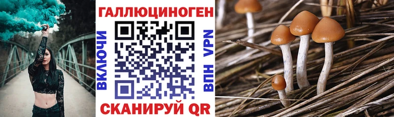 OMG ТОР  Александровское  Псилоцибиновые грибы Psilocybine cubensis  сколько стоит 